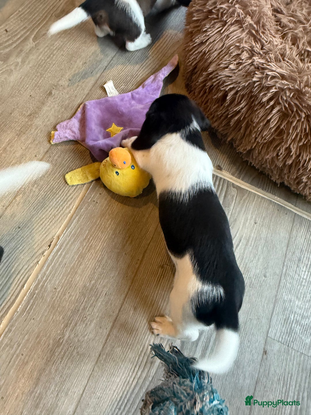 Teckel (korthaar)  honden te koop: Piebald dwergteckel pups - Advertentie 28