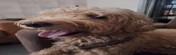 Australian Labradoodle honden te koop: Labradoodle pups verwachtte grootte 44 cm in Rijssen - Advertentie 21