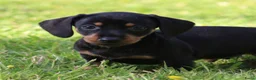 Teckel (korthaar)  honden te koop: Teckel pups - Advertentie 15