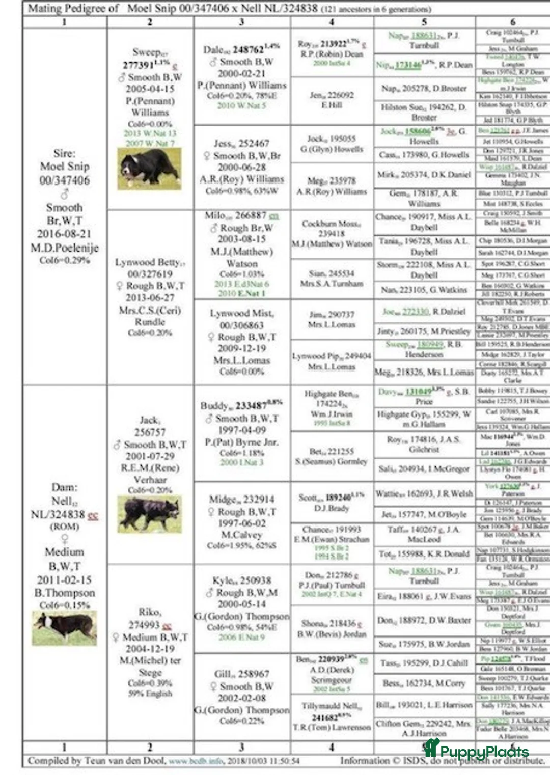 Border Collie honden te koop: Te Koop - Border Collie Pups met Stamboom - Advertentie 10