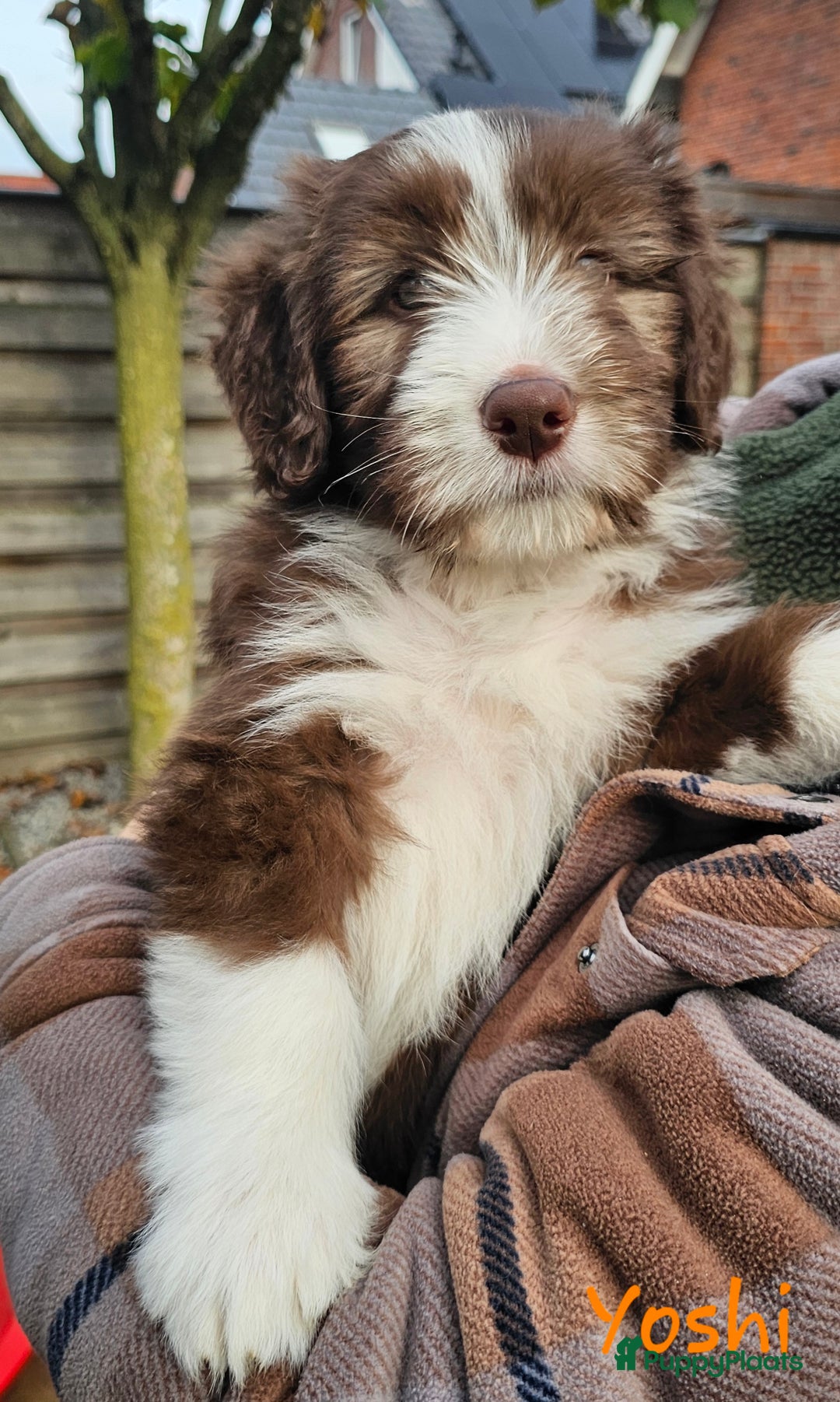 Bearded Collie honden te koop: Yoshi en Mario zoeken opnieuw hun gouden mandje! - Advertentie 3