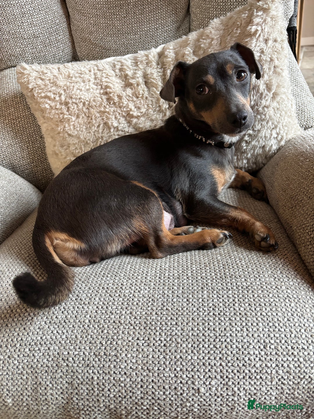 Jack Russel Terriër honden te koop: Jack Russell pups  - Advertentie 10