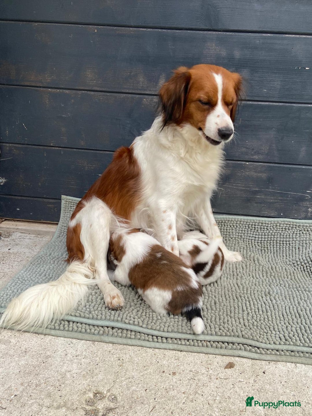 Kooikerhondje honden te koop: Prachtige kooikerpup, reutje - Advertentie 2