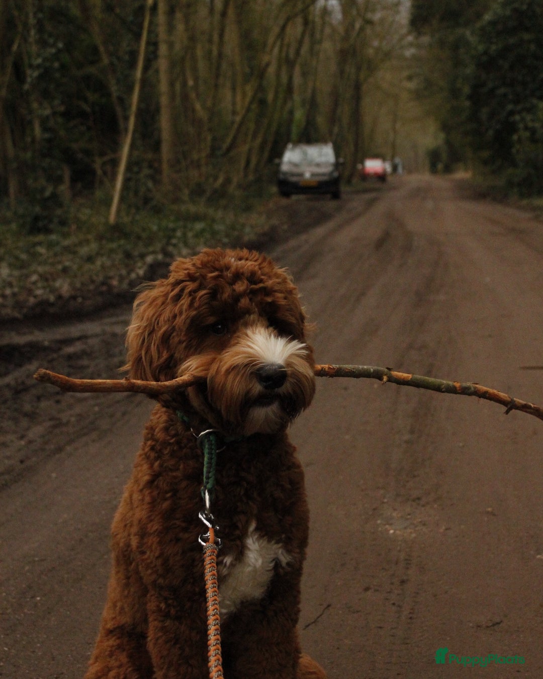 Australian Labradoodle honden ter dekking: Australian labradoodle dek reu  - Afbeelding 9