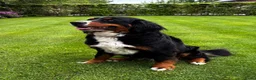Berner Sennenhond honden te koop: Prachtige Berner Sennenpups met stamboom - Advertentie 7
