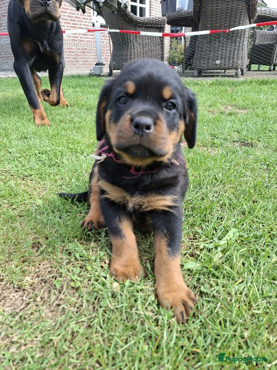 Rottweiler honden te koop: Raszuivere rottweiler pups te koop  - Afbeelding 15