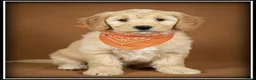 Maltipoo honden te koop: Maltipoo pup reutje - Advertentie 1