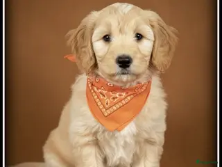 Maltipoo honden Maltipoo pup reutje - Advertentie 1