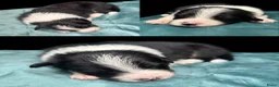 Border Collie honden te koop: Border collie pups met FCI stamboom - Advertentie 5