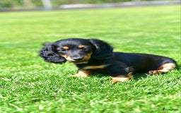 Teckel (langhaar) honden te koop: Mini - langharige dwergteckel pup met stamboom in Lienden - Afbeelding 1