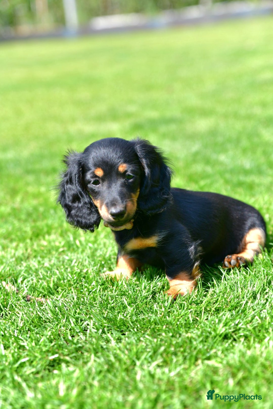 Teckel (langhaar) honden te koop: Mini - langharige dwergteckel pup met stamboom in Lienden - Afbeelding 1