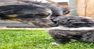 Kruising honden - Advertentie 11