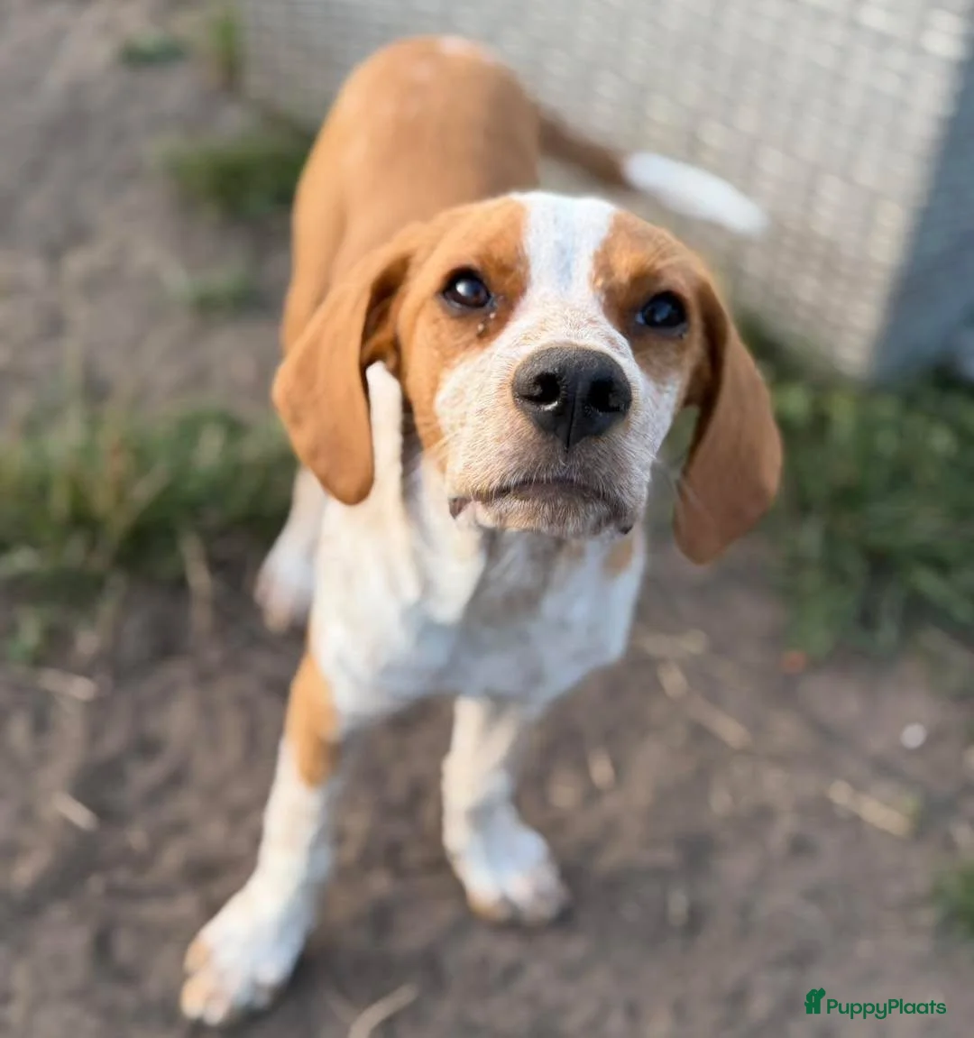 Duitse Staande Hond Draadhaar honden ter adoptie: Herbert - Advertentie 1