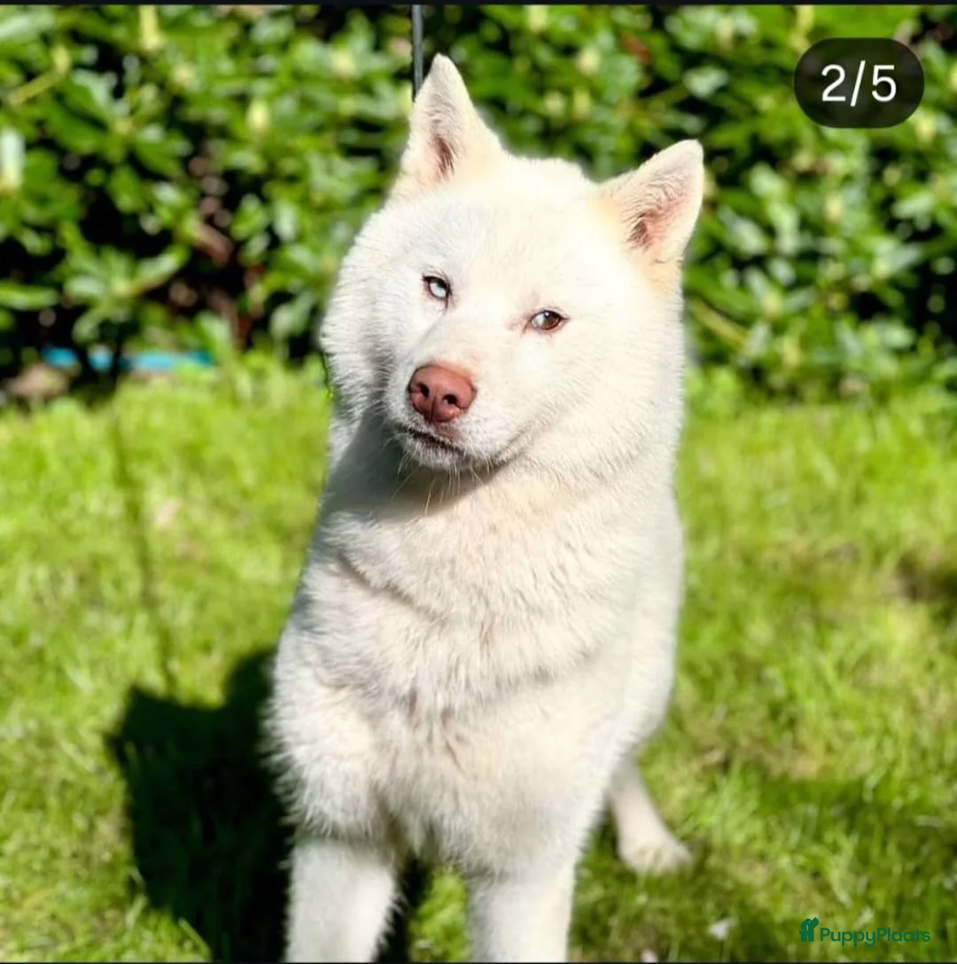 Kruising honden te koop: Shepsky pups in Veenendaal - Advertentie 2
