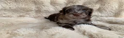 Labradoodle honden te koop: Nog 3 prachtige Labradoodle puppy’s beschikbaar - Advertentie 27