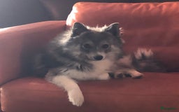 Pomsky honden te koop: F2 Pomsky pups in Zeewolde - Afbeelding 9