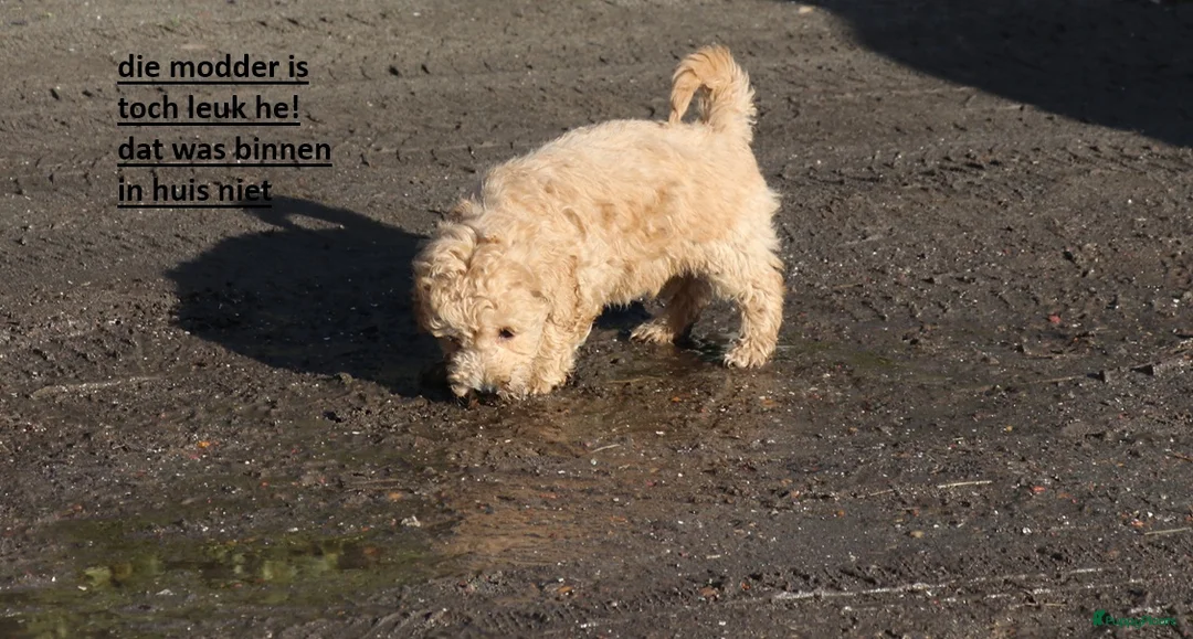 Kruising honden te koop: maltipoo/shihpoo pups beschikbaar - Advertentie 6
