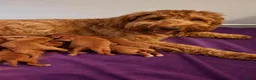 Australian Labradoodle honden te koop: Te koop Australian Labradoodle - Advertentie 10