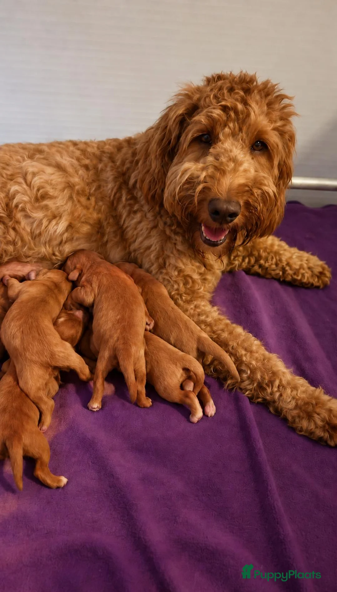 Australian Labradoodle honden te koop: Te koop Australian Labradoodle - Advertentie 10