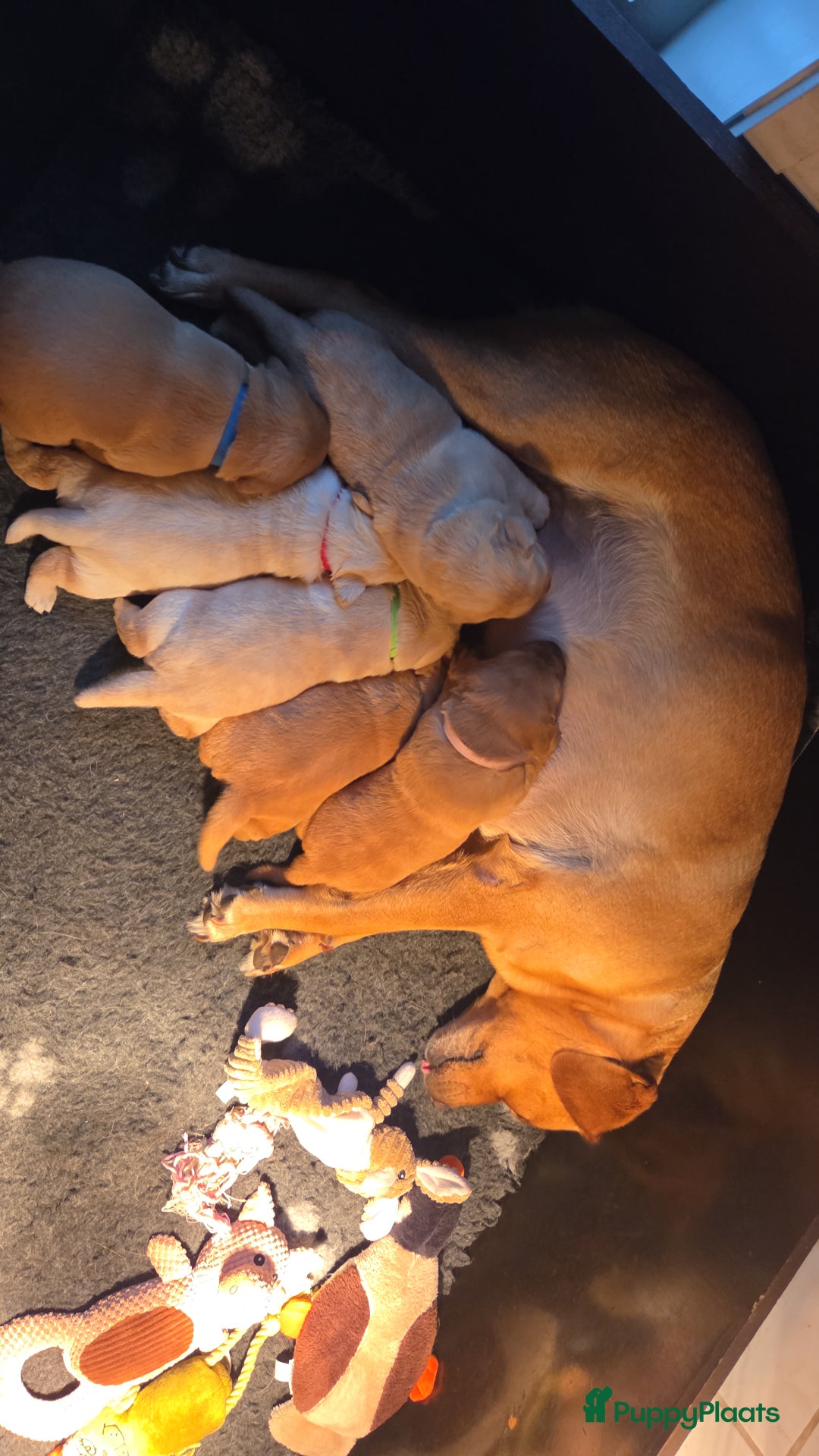 Labrador Retriever honden te koop: Mooie labrador pups - Advertentie 17