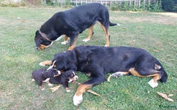 Grote Zwitserse Sennenhond honden te koop: 2 lieve Grote Zwitsterse Sennen pups - Afbeelding 5