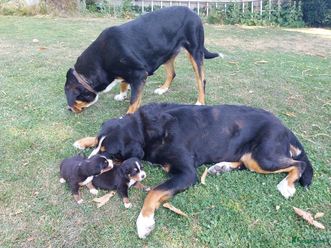 Grote Zwitserse Sennenhond honden te koop: 2 lieve Grote Zwitsterse Sennen pups - Afbeelding 5