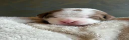 Kruising honden te koop: Prachtig nest bully xl en amerikaanse stafford in Heerhugowaard - Advertentie 8