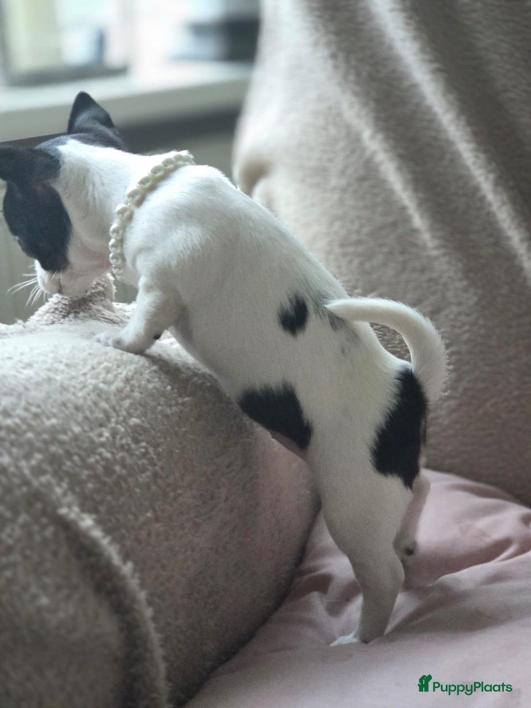 Chihuahua honden ter dekking: Dekreu, niet te koop. Blauw wit met crème  - Advertentie 11