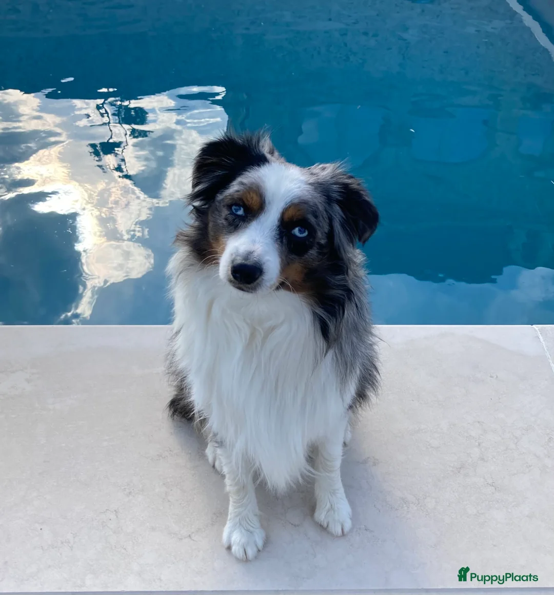 Australian Shepherd honden te koop: Miniatuur American shepherd  - Advertentie 9