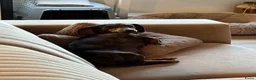 Teckel (korthaar)  honden te koop: 5 teckel mannetjes - Advertentie 18