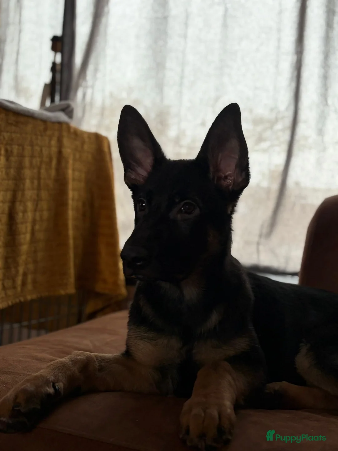 Duitse Herder honden te koop: Hallo, spijtig genoeg moet hij weg in Roosteren - Advertentie 11