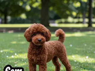 Dwergpoedel honden dwerg poedel SEM DONKER ROOD - Advertentie 7