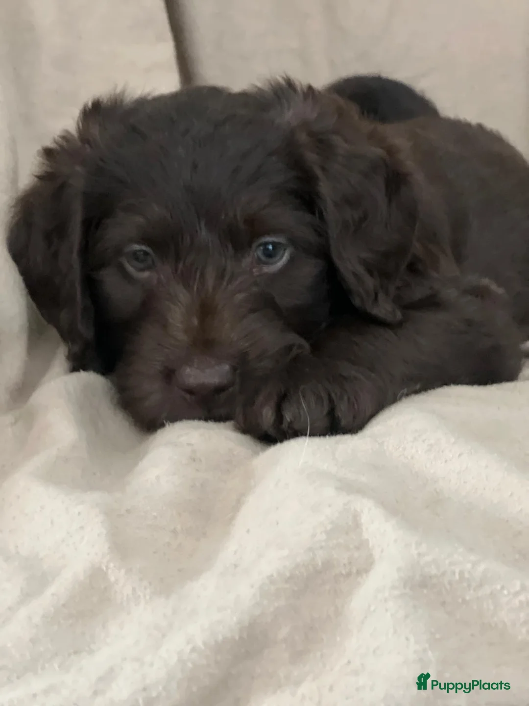 Labradoodle honden te koop: De aller leukste en liefste F1 Labradoodles  - Advertentie 2
