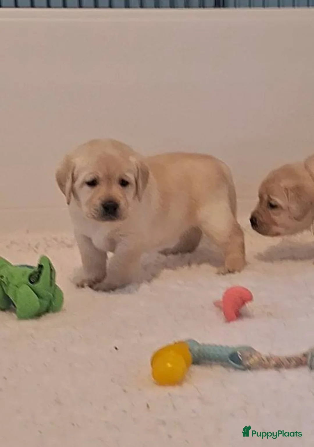 Golden Retriever honden te koop: Golden Retriever pups beschikbaar - Advertentie 7