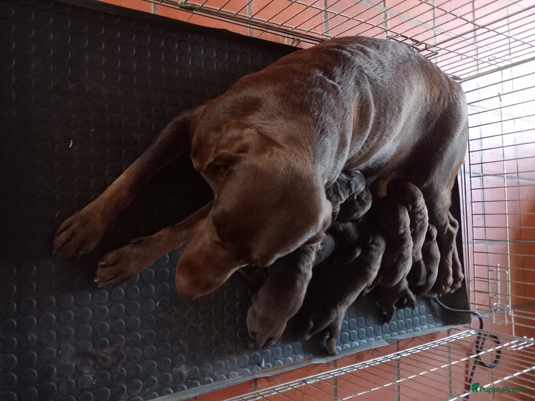 Labrador Retriever honden te koop: Chocolade labrador pups in Maastricht - Afbeelding 10
