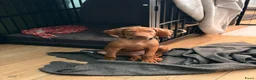 Vizsla korthaar honden te koop: Vizsla pups - Advertentie 1