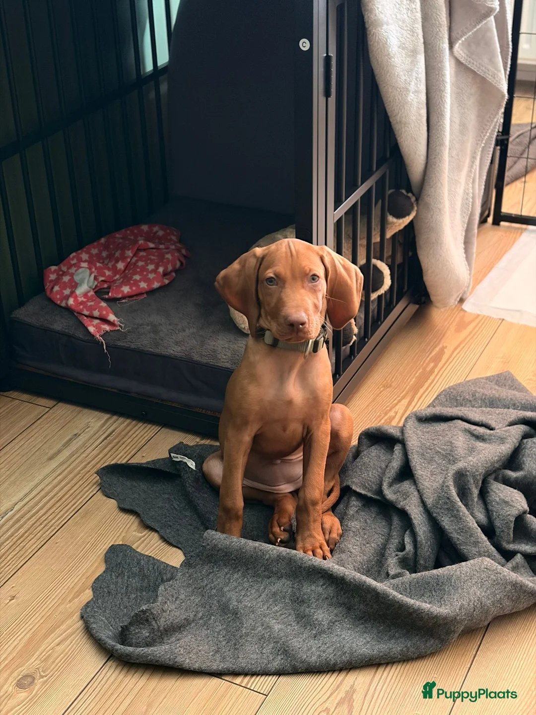 Vizsla korthaar honden te koop: Vizsla pups - Advertentie 1