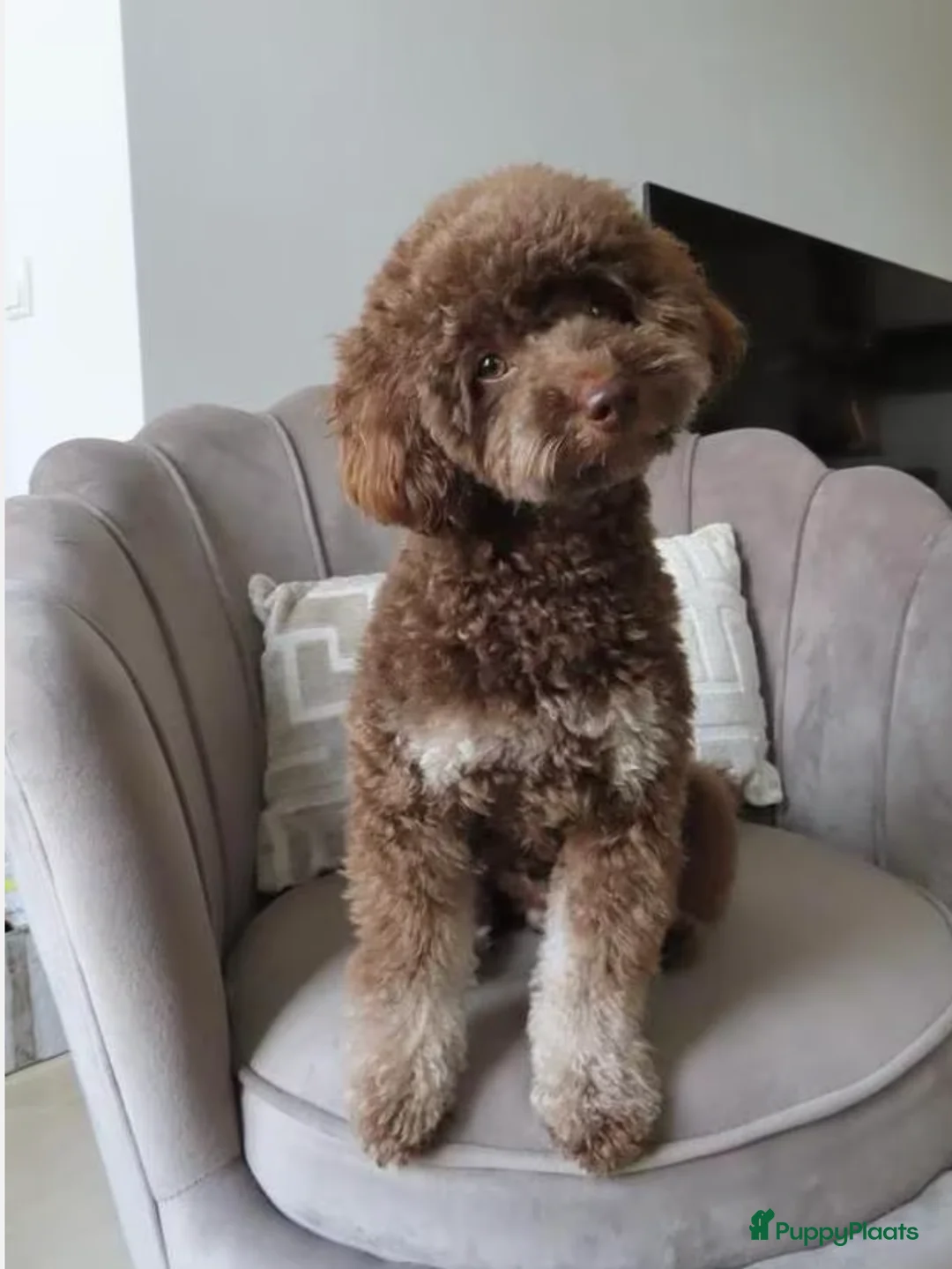 Poedel Toy honden ter dekking: Bijzondere Kleur DEKREU Toypoedel 🐶 GETEST ✅ in 's-Hertogenbosch - Advertentie 1