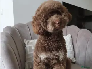 Poedel Toy honden Bijzondere Kleur DEKREU Toypoedel 🐶 GETEST ✅ - Advertentie 1