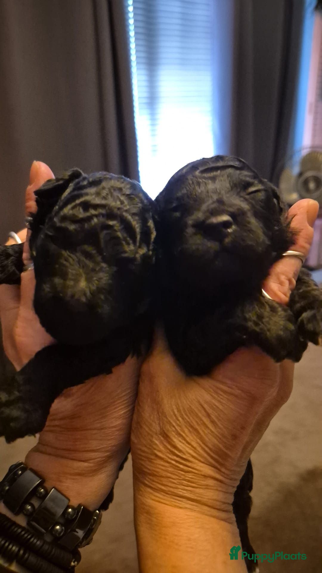 Poedel Toy honden Poedel Toy pups  - Advertentie 2