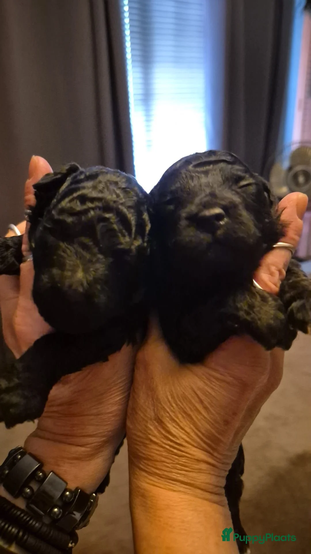 Poedel Toy honden te koop: Poedel Toy pups  in Nijmegen - Advertentie 2