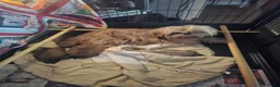Shih Tzu honden te koop: Shihi tzu - Advertentie 14