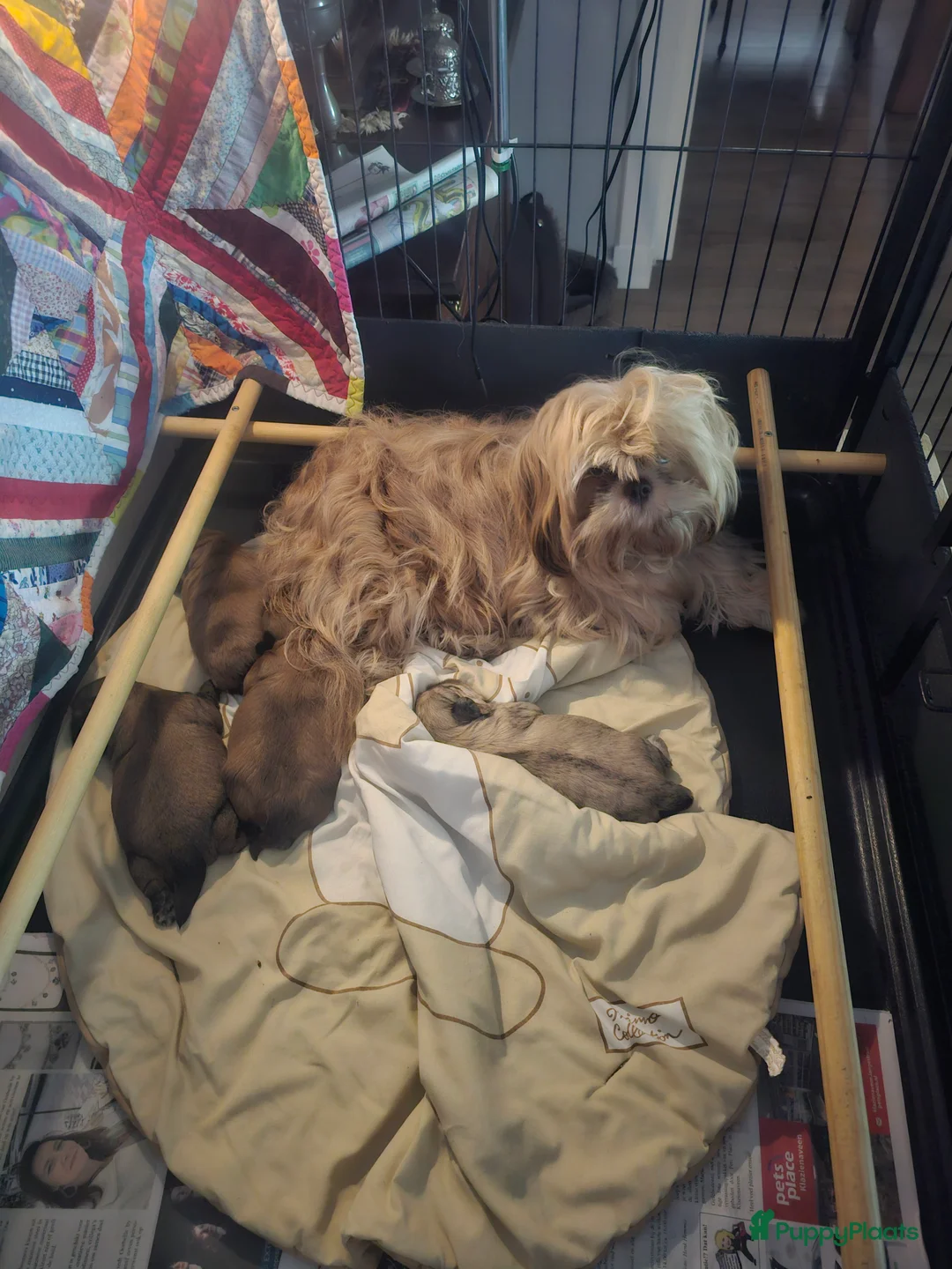 Shih Tzu honden te koop: Shihi tzu - Advertentie 14