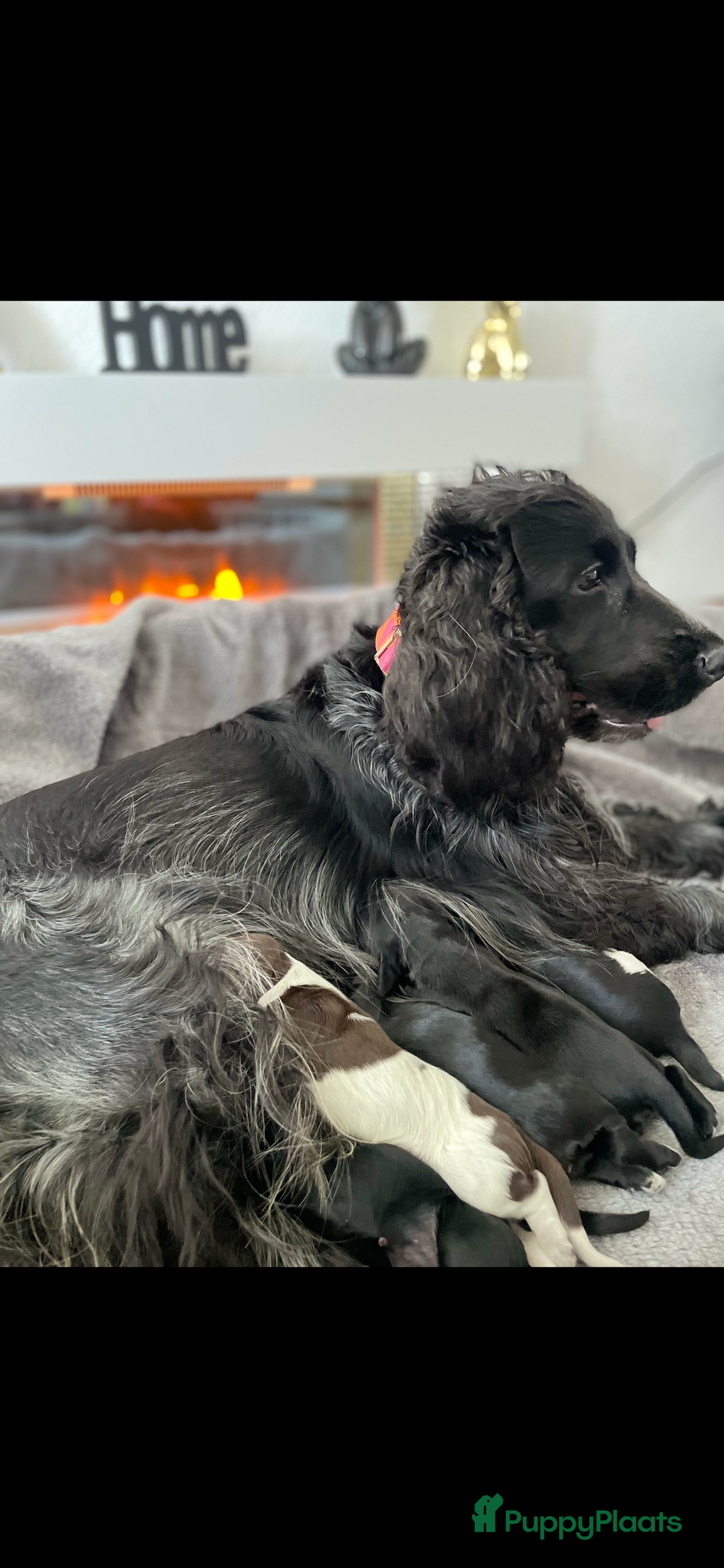 Engelse Cocker Spaniel honden te koop: Engelse Cocker spaniël pups te koop  - Afbeelding 9
