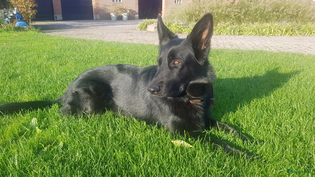 Duitse Herder honden te koop: Prachtige reu te koop - Advertentie 11