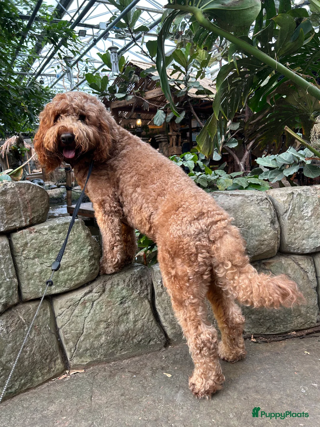 Australian Labradoodle honden ter dekking: Australian Labradoodle dekreu – volledig getest - Advertentie 13