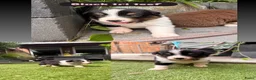 Australian Shepherd honden te koop: Nog 3 Australian shepherds beschikbaar  - Advertentie 5