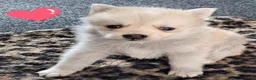 Pomsky honden te koop: Pomsky pups - Advertentie 8