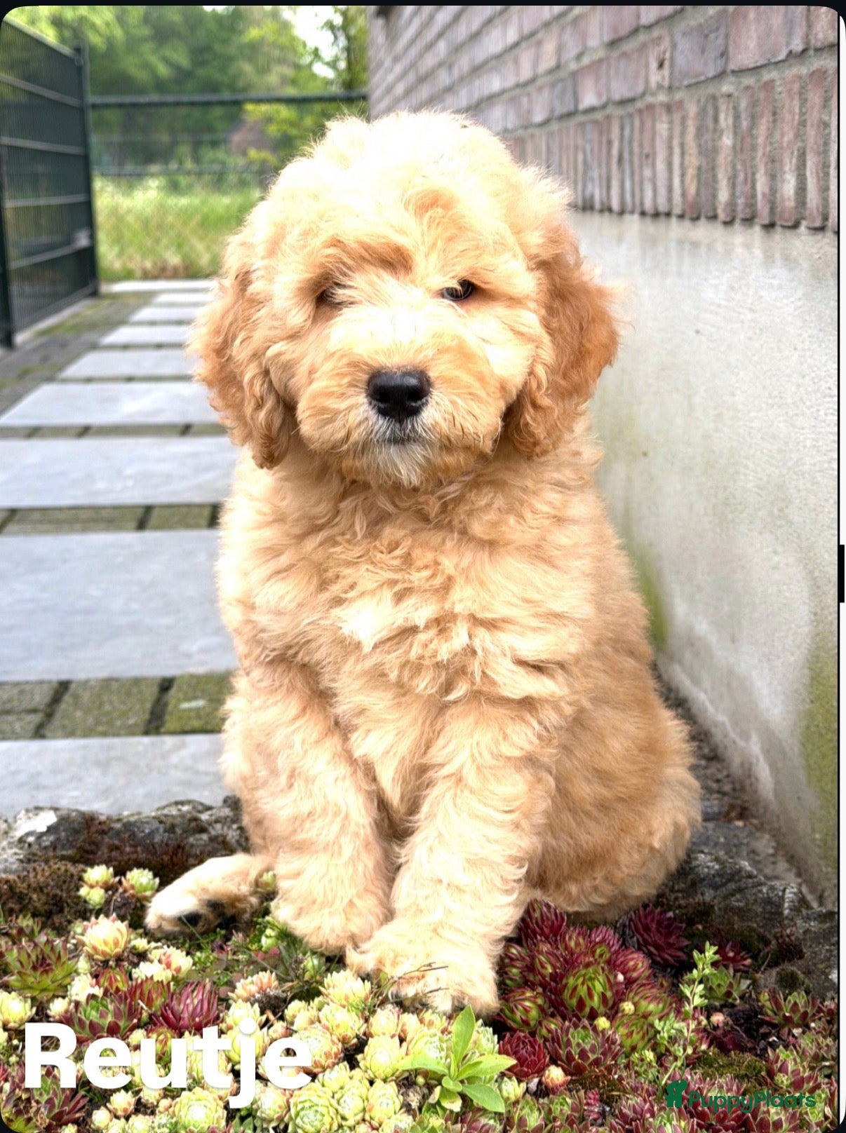 Labradoodle honden Labradoodle F4 pups medium mogen het nest verlaten - Advertentie 2
