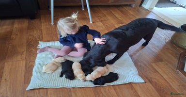 Labrador Retriever honden - Advertentie 14